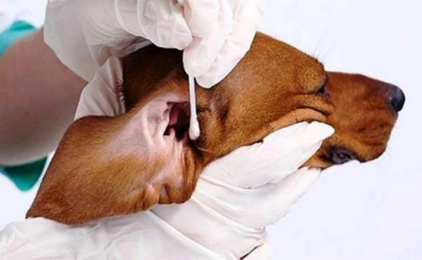 Cuidar de orelhas de cão grooming