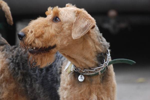 terrier airedale bonito