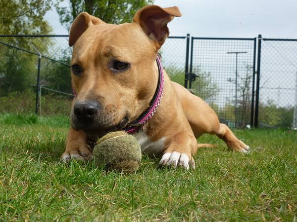 American Staffordshire Terrier com uma bola