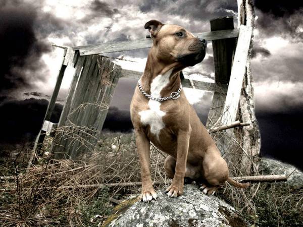American Staffordshire Terrier em uma pedra