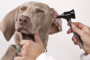 Como limpar os ouvidos de um cachorro
