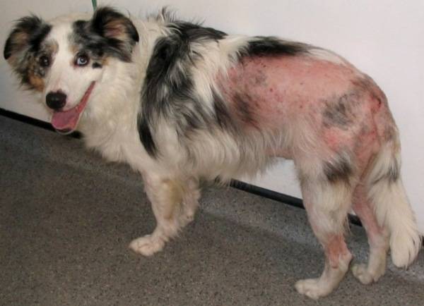 Tratamento de dermatite em cães