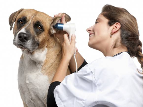 Cuidado de orelhas de cachorro