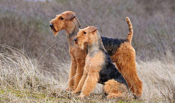 terrier airedale