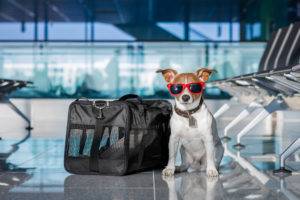 cão no aeroporto