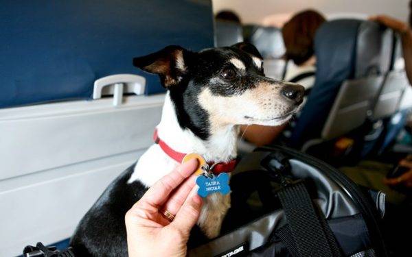 Transporte de animais em um avião