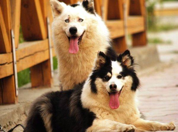 Yakut huskies são lindos