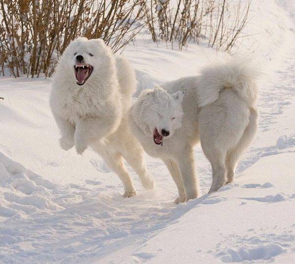 Huskies Yakut