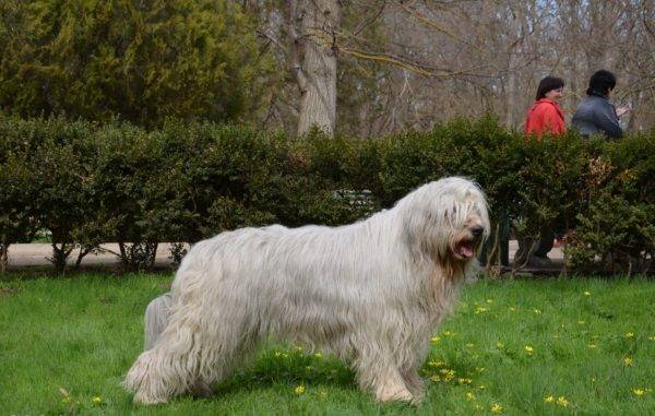 Cão de pastor russo do Sul no parque