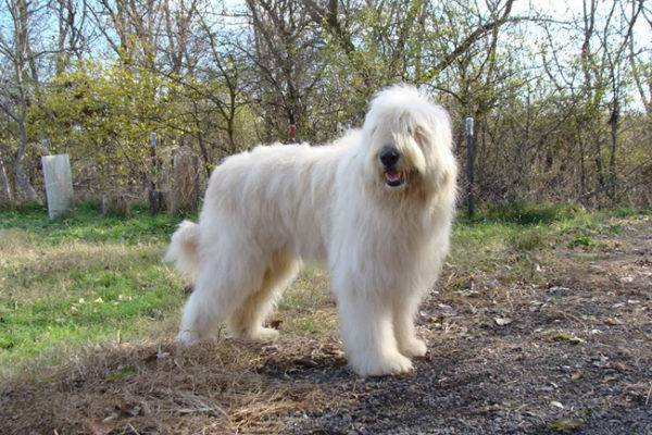 Cão de pastor russo sul para uma caminhada