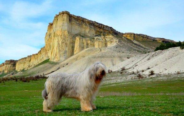 Cão de pastor russo do Sul em um fundo de montanhas