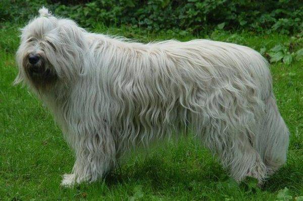 Descrição da raça South Russian Shepherd Dog
