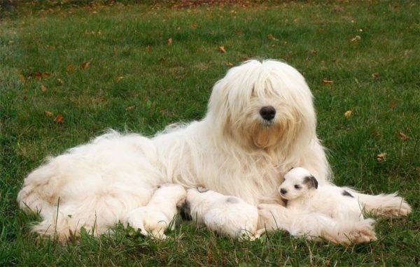 Cão de pastor russo sul com filhotes