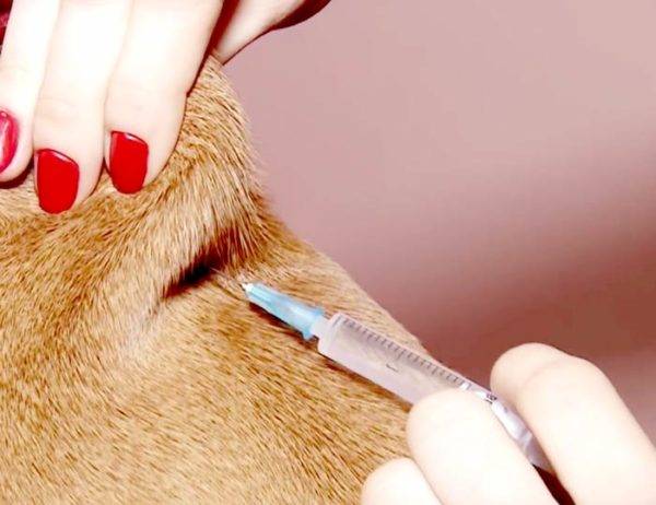 Como fazer um cão de injeção corretamente