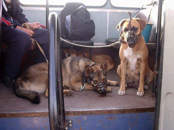 Transporte de cães em transporte público