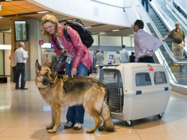 Transporte aéreo de cães no exterior