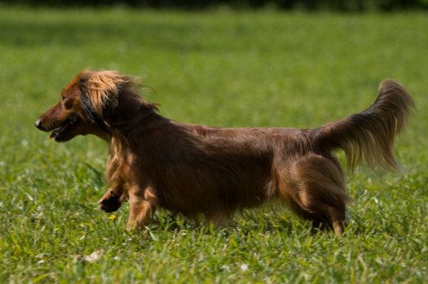 Descrição da raça do dachshund de cabelos compridos