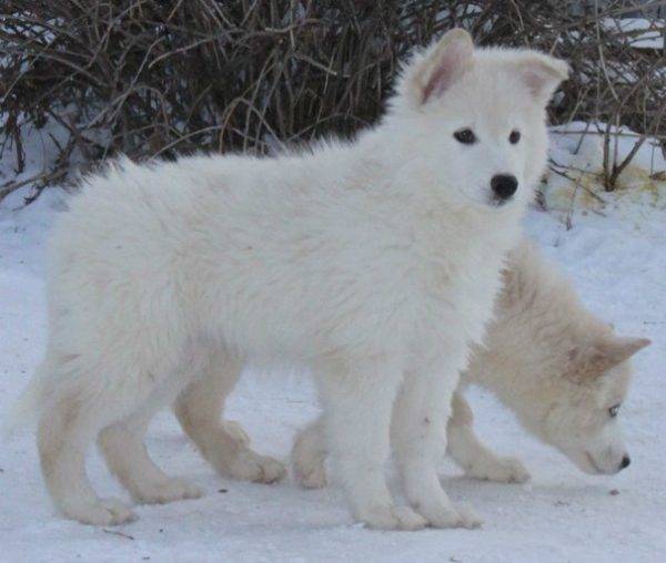 Filhotes de cachorro husky yakut
