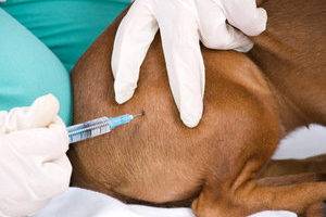 Como fazer uma injeção em um cachorro