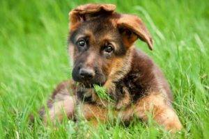 filhote de cachorro bonito pastor alemão