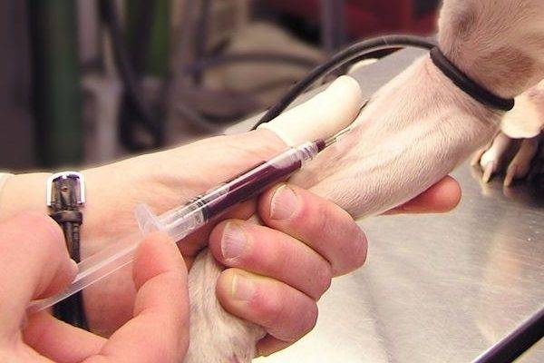 Exame de sangue geral em um cisto de cão