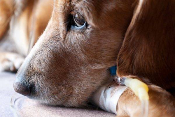 Como curar piometra em cães