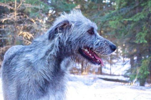 Wolfhound irlandês cinzento-azul