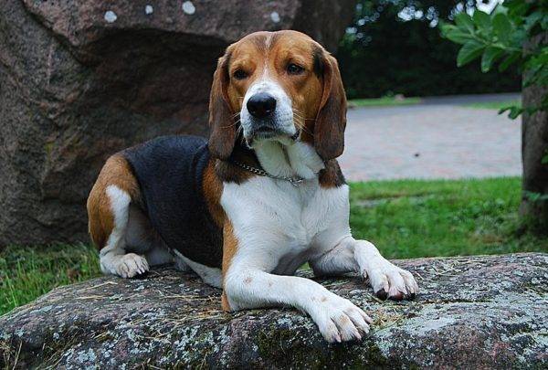 Cão estoniano na pedra