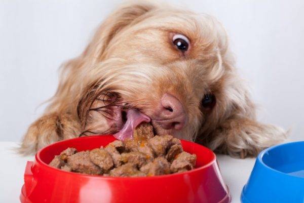 cão come comida molhada