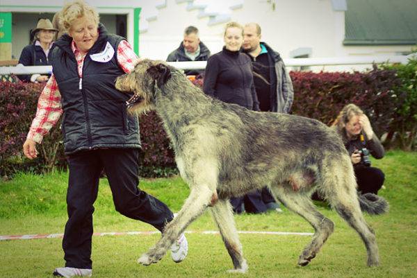 Cuidado para o Wolfhound irlandês