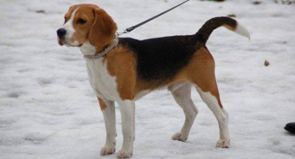 Beagle no inverno