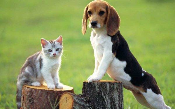 Beagle e gato