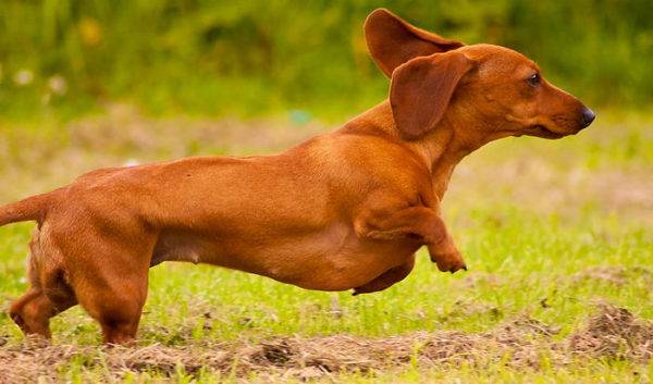 dachshund anão bonito