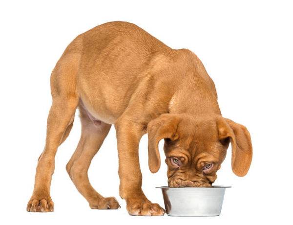 cão come comida