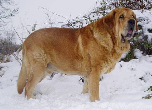 Mastiff espanhol na neve