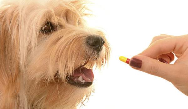 Antibióticos para cães com pneumonia