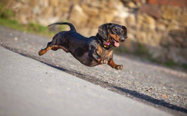 dachshund anão corre ao longo da estrada
