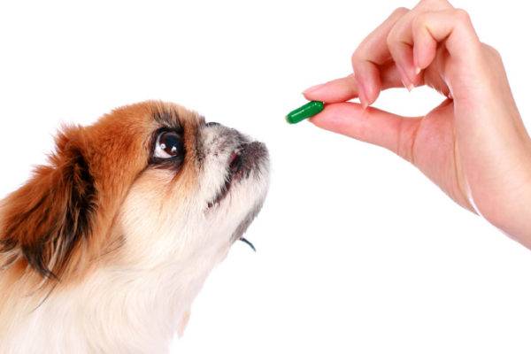 Deficiência de vitamina em cães