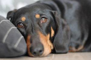 Deficiência de vitamina em sintomas de cães
