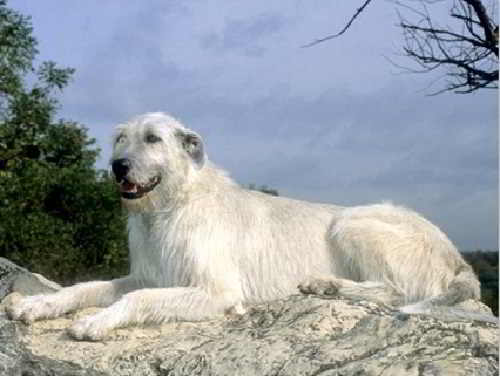 Wolfhound irlandês branco