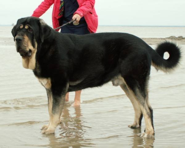 Mastiff espanhol na praia