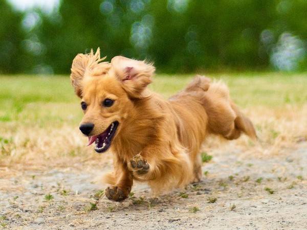 O dachshund Pigmeu corre