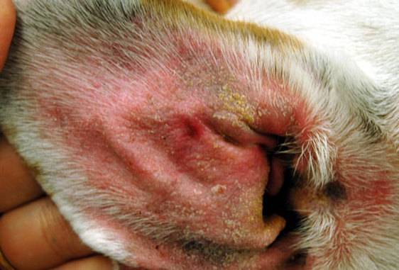 Doenças de pele em cães