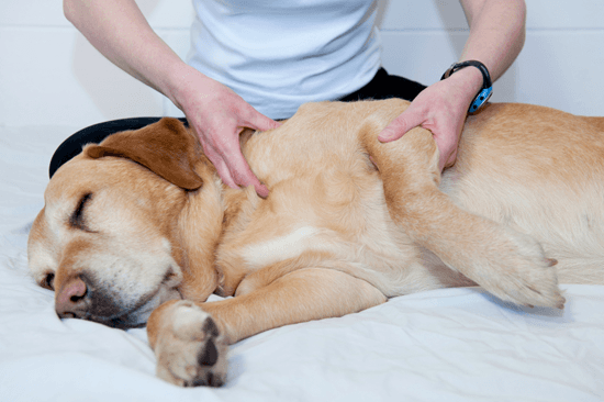 Massageie o cão com pneumonia