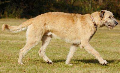 Wolfhound irlandês de ruiva