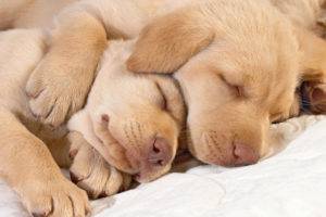 Quantos cães dormem por dia