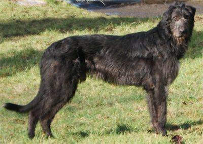 Wolfhound irlandês preto
