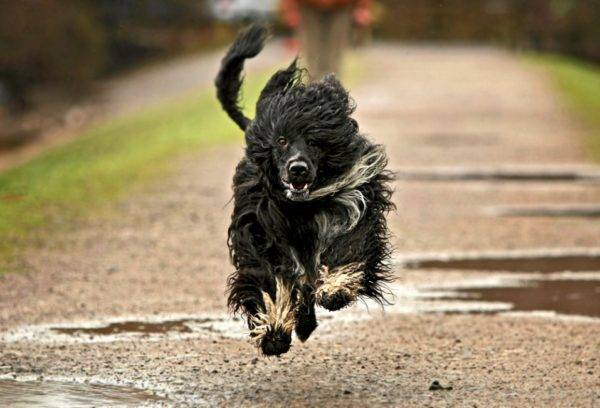 Cão de água Português corre