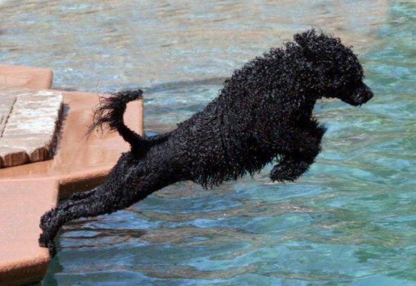 Cachorro-d'água português pula na água