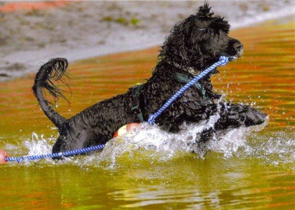 Cão de água Português na água